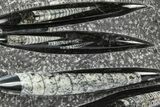 Polished Fossil Orthoceras (Cephalopod) Plate - Morocco #372650-1